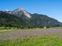 Blühende Wiese zwischen Innichen und Toblach mit dem Sarlkofel